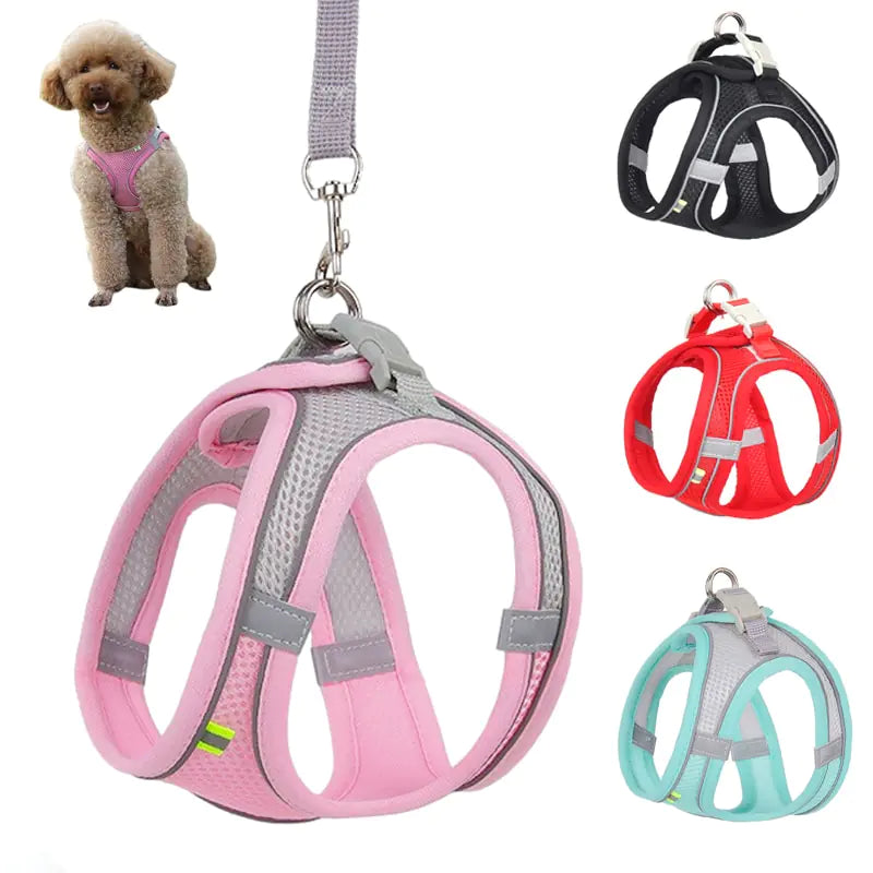 Harness & Leash Set