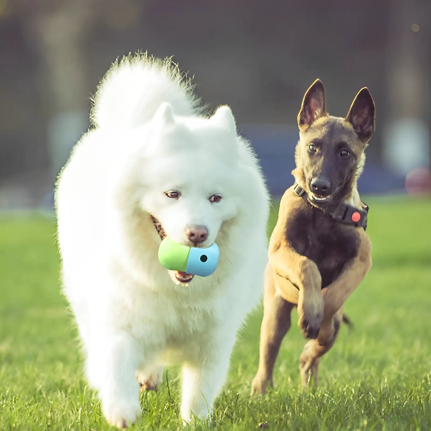 Puzzle Treat Toy